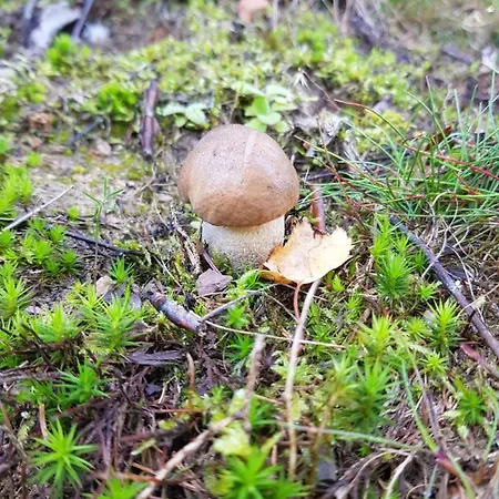 Deluxe, Inklusive Wlan, Parkplatz Und Netflix *