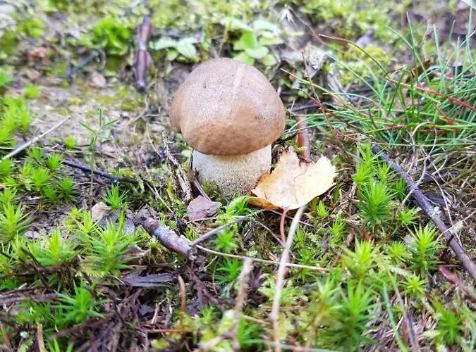 Deluxe, Inklusive Wlan, Parkplatz Und Netflix *